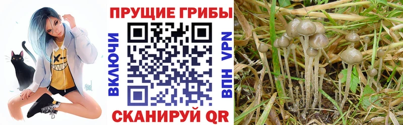 купить наркоту  Пойковский  Галлюциногенные грибы GOLDEN TEACHER 